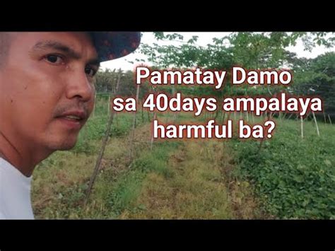 Ampalaya Farming Pamatay Damo Herbicide Youtube