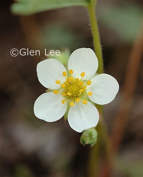 Fragaria virginiana photos Saskatchewan Wildflowers