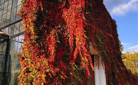 Оранжерея на ВДНГ працюватиме за новим графіком - Вечірній Київ