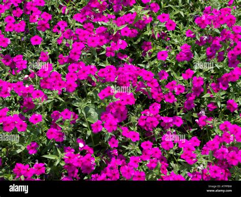 Annual Phlox Phlox Drummondii Neon Hi Res Stock Photography And Images