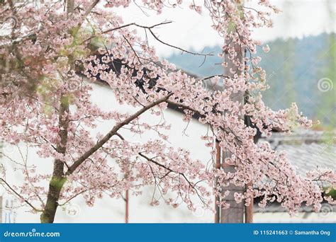 Cherry blossoms in Nara stock image. Image of outdoor - 115241663