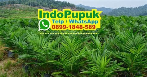 Pupuk Sawit Umur Tahun Jenis Pupuk Kelapa Sawit Dosis Npk Tsp Za