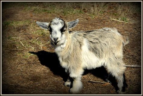 Fuzzy Wuzzy Goat Photograph by Kathy Barney