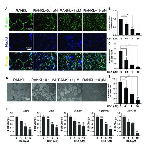 CB 1 Inhibited F Actin Rings Formation Bone Resorbing Function And