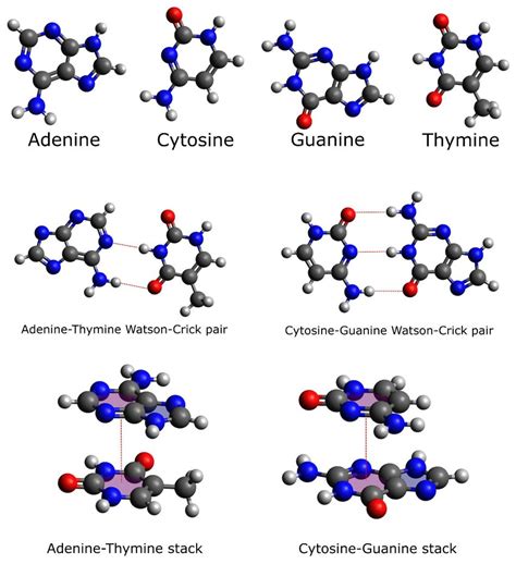 Molecular Structures Of Dna Nucleobase Monomers Stacked Pairs And Download Scientific Diagram