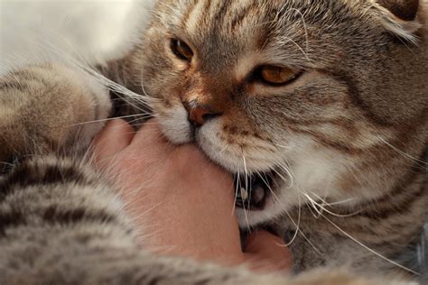 Perché i gatti mordono le mani CAUSE e COSA FARE