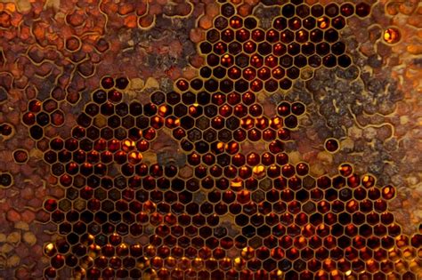 Photos Illustration Complexe Abeilles Photos De Haute Qualit