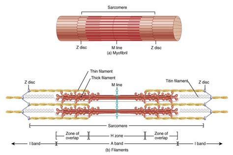 Sarcomere Diagram Labeled