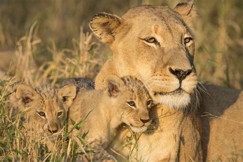 Africano Lion Mother Y Cubs Panthera Leo Sur Frica Foto De Archivo