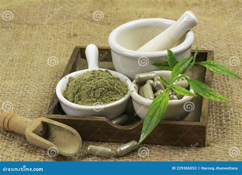 Andrographis Paniculata Extract Powder In White Cup Stock Photo Image