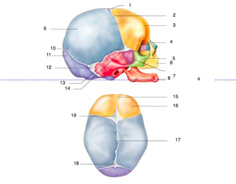 Anatomy Of The Newborn Cranial Sutures And Lateral And Off