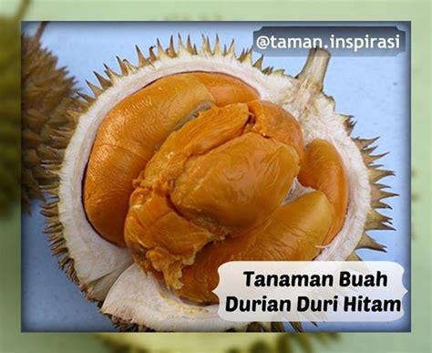 Durian Duri Hitam Memiliki Ciri Fisik Ujung Duri Pada Kulitnya Berwarna