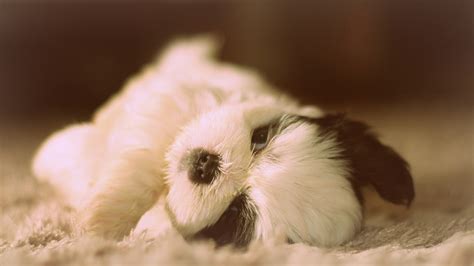 🔥 [50+] Shih Tzu Desktop Wallpapers | WallpaperSafari