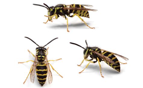 An interview with an eastern yellowjacket | Pest Management Professional Pest Management ...