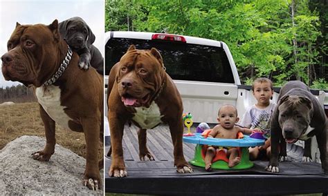 Children of the world's largest pitbull are now training to become fearsome guard dogs | Daily ...