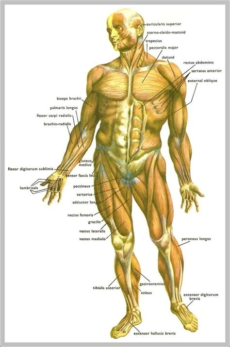 Fibula Function Image – Graph Diagram