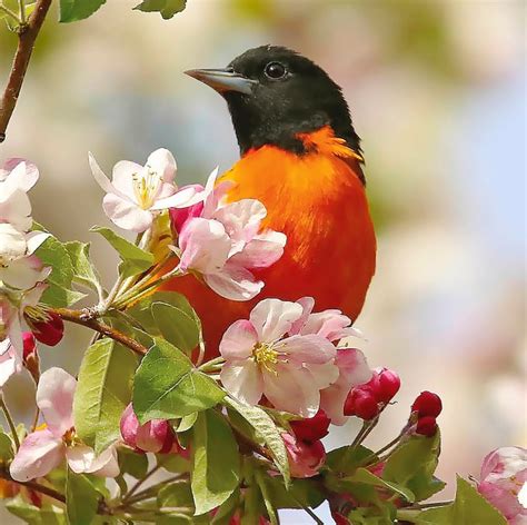 Spring Flowers And Birds