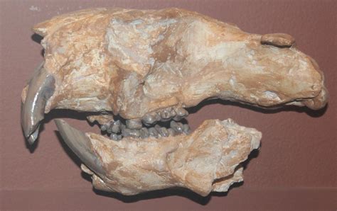 Saber-Toothed Cat image - Free stock photo - Public Domain photo - CC0 Images