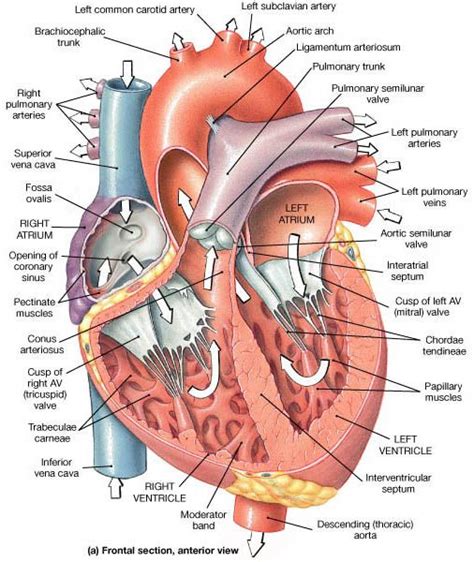 trabeculae carneae - Google Search | Anatomy and physiology, Medical anatomy, Heart anatomy