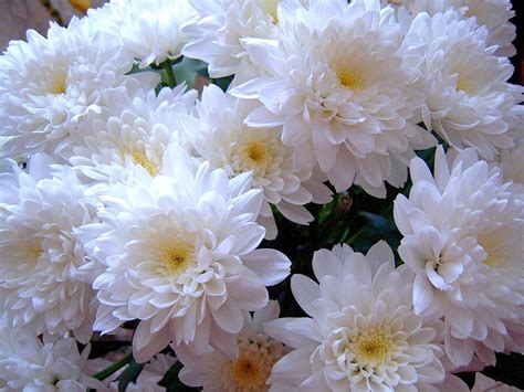 Картинки белые хризантемы (53 фото) - 53 фото