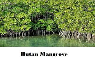 Mengenal Fungsi Hutan Mangrove Berperan Penting Dalam Kehidupan Pantai