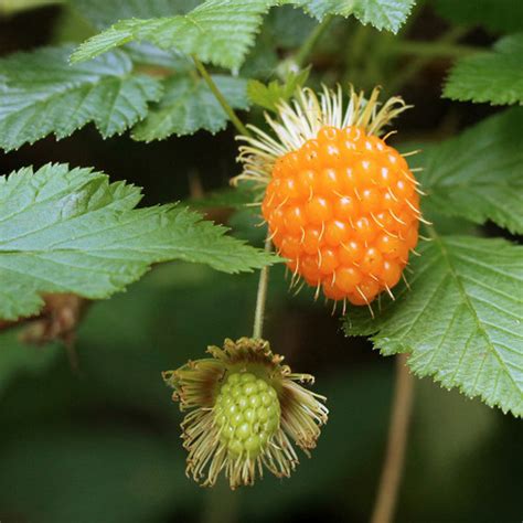 Salmonberry - Native Plants For Sale Online | Native Foods Nursery