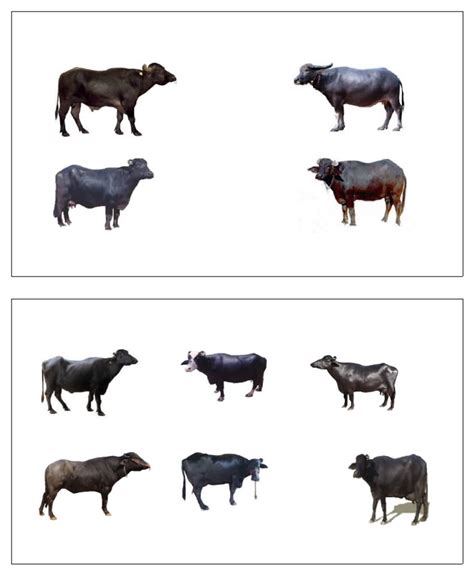 Carabao | PDF