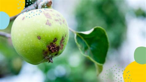 When To Spray Apple Trees Mehrabyan Nursery