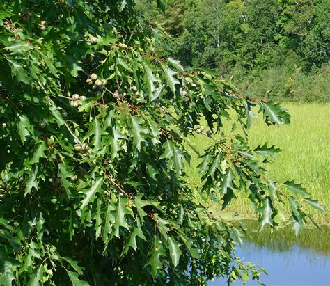 Wild Harvests: Percolation leaching Red Oak acorns