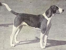 English Foxhound: History, Temperament, Care, Training & more - Dogs and Dog Advice