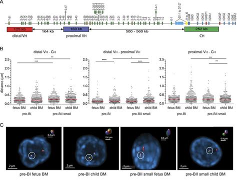 Igh Locus Contraction In Fetal And Pediatric B Cell Precursors A Download Scientific