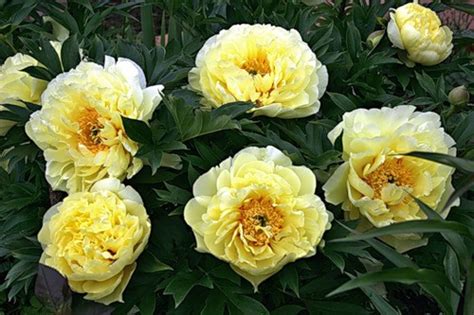 ИТО-гибриды