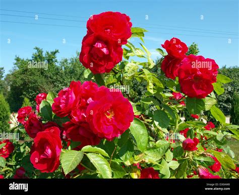 Big Red Rose Hi Res Stock Photography And Images Alamy