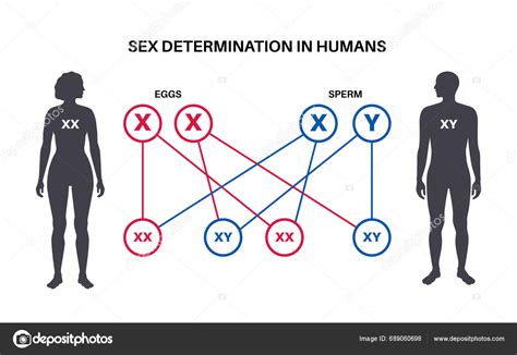 Sex Determination Humans Development Sexual Characteristics Male Female