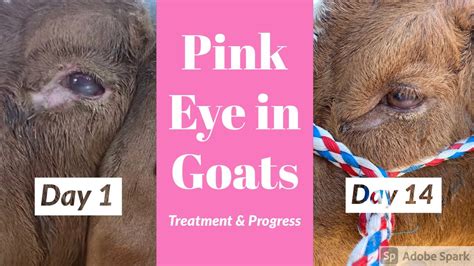 Pink Eye In Goats Treatment Progress Youtube