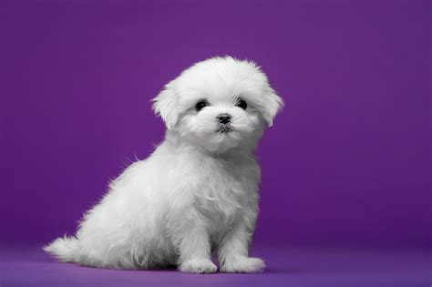 Chiot Bichon Maltais caractéristiques et photos