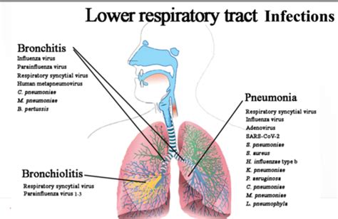 Lab Abnormalities In Respiratory Disorders Flashcards Quizlet