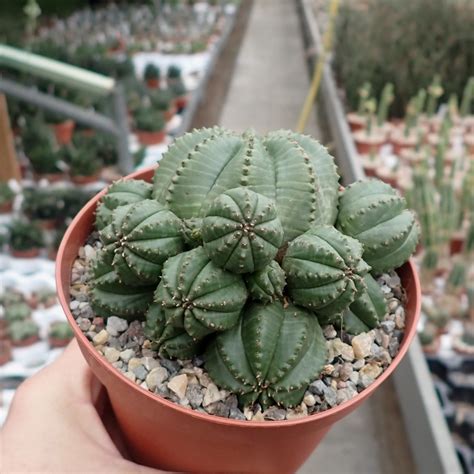 Euphorbia Obesa Gruppe Uhlig Kakteen Ber Verschiedene Arten