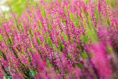 pink blooming heathers calluna vulgaris  stock photo  vecteezy