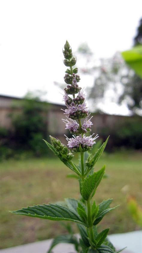 Plant Photography: Mint Flower Spike