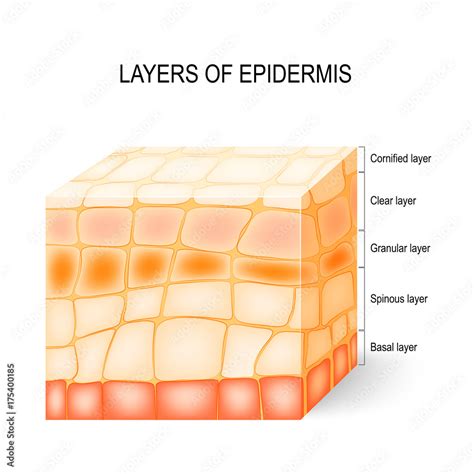 Layers of epidermis Stock Vector | Adobe Stock