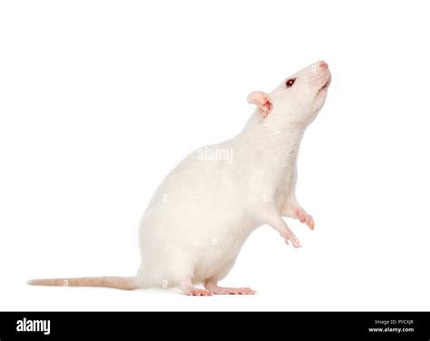 White Rat On Hind Legs 8 Months Old Stock Photo Alamy