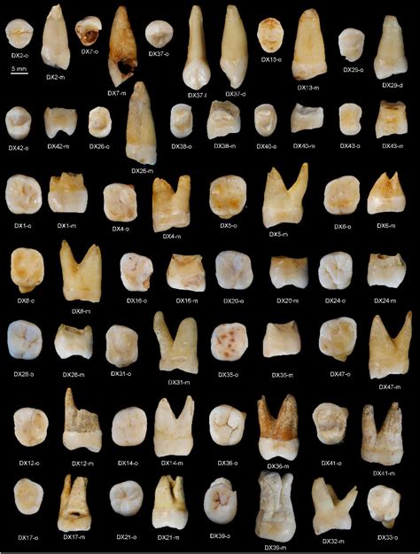 Синоцентризм налицо. О возрасте зубов Homo sapiens из пещеры Фуянь ...