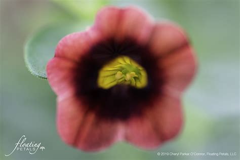 Superbells Tangerine Punch | Floating Petals Wednesday's Flower