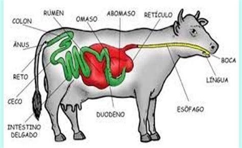 Noche Carbohidrato Cien A Os El Sistema Digestivo De La Vaca Yo