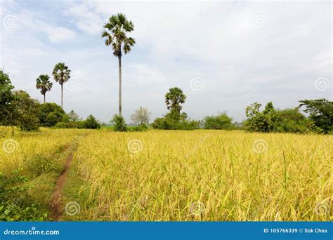 Paddy Rice Field Just Before Harvesting Agriculture In Cambodia Stock