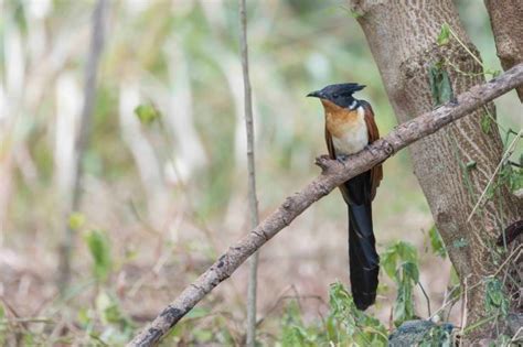 Wildlife photography with the Canon EOS R – Lenz Lim Photography