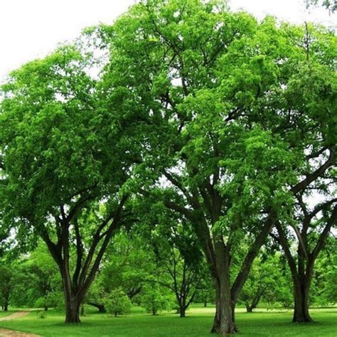 Winged Elm Tree Seeds Ulmus alata 30Seeds | Etsy