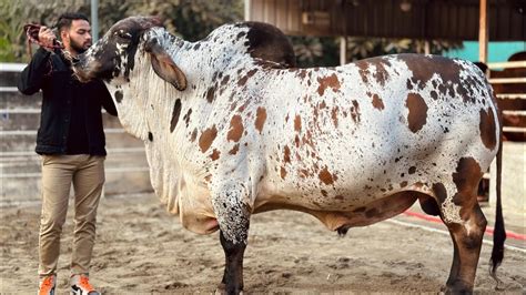 Big Bulls Of Sadeeq Agro 2023 Printed Bull Biggest Brahman Bull