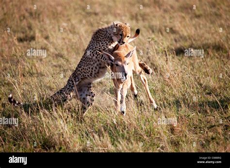 Cheetah cub chasing and killing young impala Stock Photo - Alamy